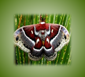 banner-img